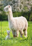 A5 notitieboek
blanco
'Alpacas'